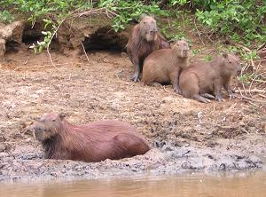 Capybara