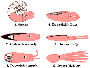 shell cephalopod molluscs evolution shells mollusc loss different body cephalopods lost reduced groups many gif google simplified representation illustrating plans