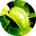 Venus flytrap
