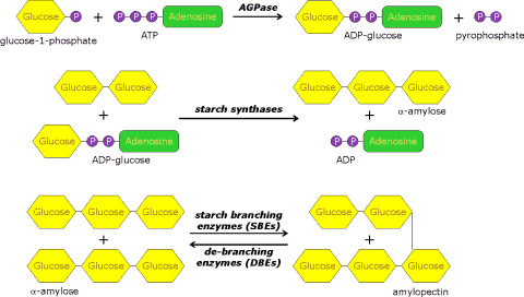 Photosynthesis and starch formation in potatoes