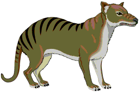 The thylacine
