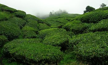 Tea plantation in the Cameron Highlands