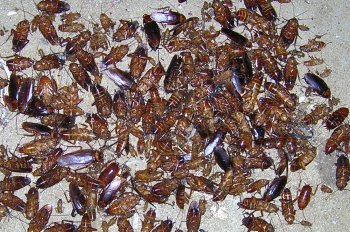 Cockroaches