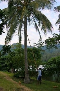 Student knocking down coconut
