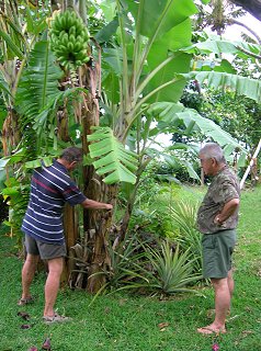 Noel and Neil cutting bananas