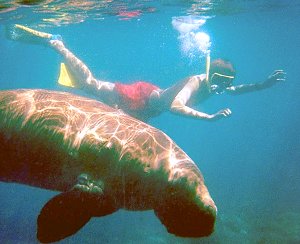 Bondas the dugong