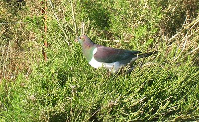New Zealand pigeon