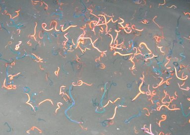 Palolo worms