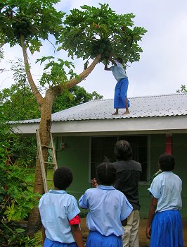 Students picking pawpaw