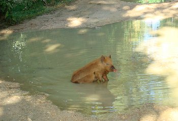 Pig wallowing on the road in North Efate