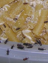 Mmm... weevils