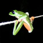 Agalychnis moreletii