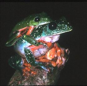 Agalychnis moreletii