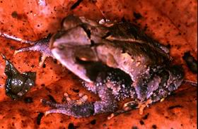 Bufo campbelli