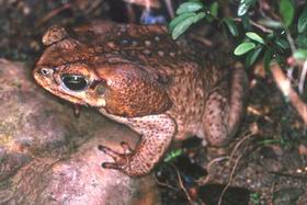 Bufo marinus