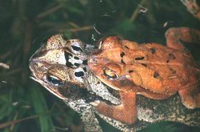 Bufo valliceps