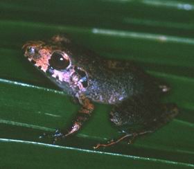 Eleutherodactylus chac