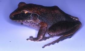 Eleutherodactylus laticeps
