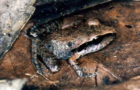 Eleutherodactylus rhodopis