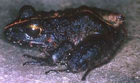 Eleutherodactylus sabrinus