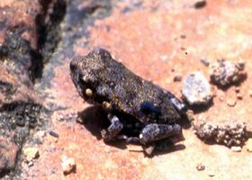 Eleutherodactylus sandersoni