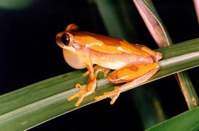 Hyla ebraccata