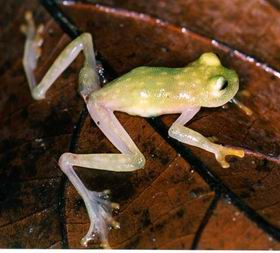 Hyalinobactrachium fleischmanni