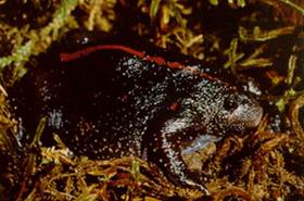 Rhinophrynus dorsalis