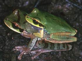 Smilisca cyanosticta